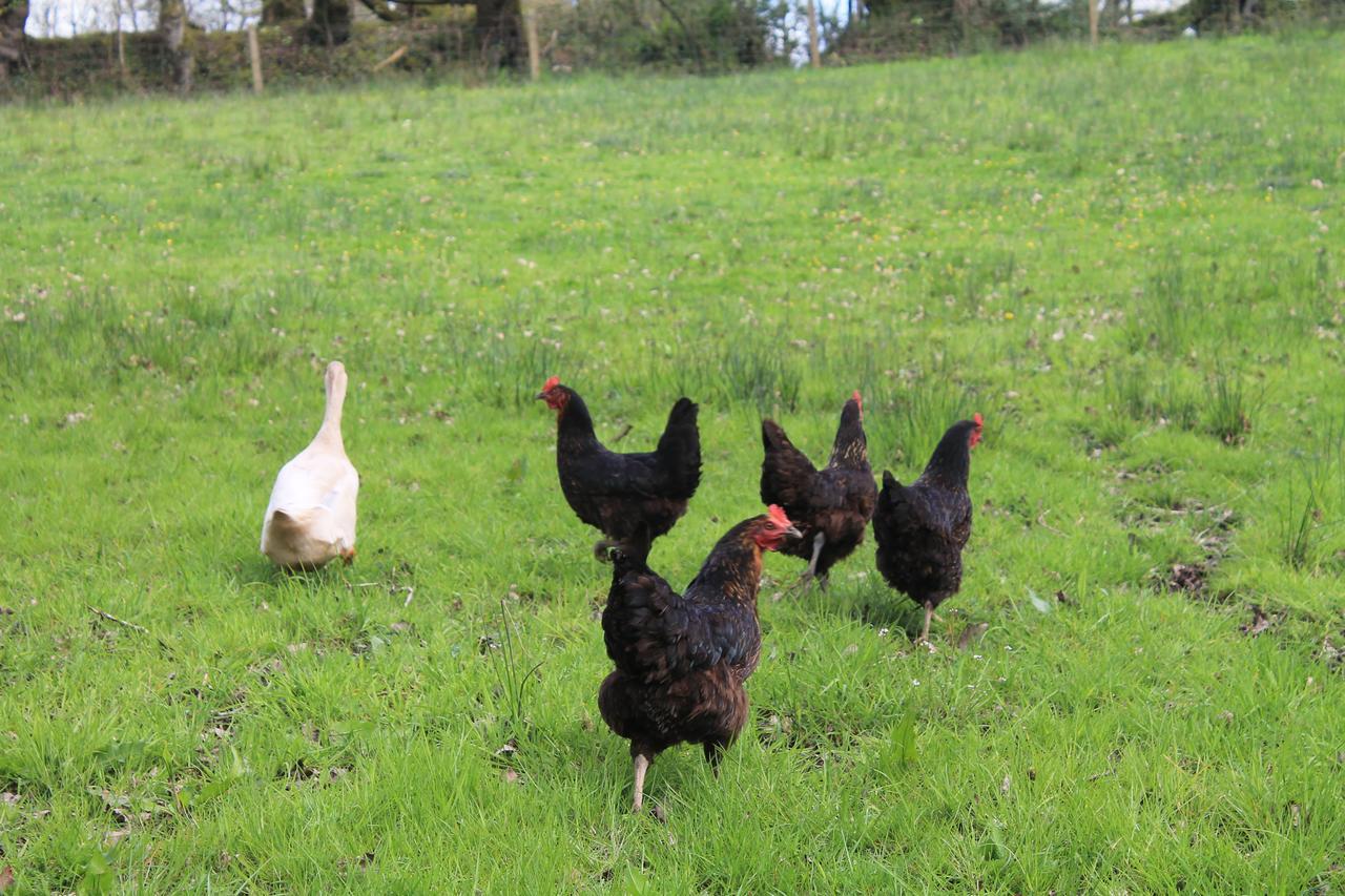 Meadowland Farm Bed & Breakfast Dolton Dış mekan fotoğraf